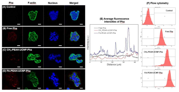 Confocal images of free Pha and FA/CH3-PEAH-UCNPs-Pha against MCF7cells (DAPI(bluecolor), F-actin(greencolor), Pha(redcolor)); (A) control, (B) free Pha, (C) CH3-PEAH- UCNPs-Pha, and (D) FA-PEAH-UCNPs-Pha, scale bars represent 20 μm; (E) average fluorescence intensities of Pha in the confocal images; (F) flow cytometry assay of free Pha, CH3-PEAH-UCNPs-Pha and FA-PEAH-UCNPs-Pha in MCF7cells