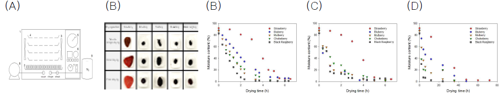 (A) Schematic diagram of vacuum-gas flushing dryer; 1.drying chamber, 2.heater, 3.fan, 4.food tray, 5.vacuum gauge, 6.temperature and time regulator, 7.vacuum or nitrogen switch, 8.vacuum pump, 9.nitrogen gas. (B) Appearance of dried berry fruits including strawberry, blueberry, mulberry, chokeberry, and black raspberry by different drying methods such as hot-air, vacuum, and freeze. And changes in moisture content of berry fruits including strawberry, blueberry, mulberry, chokeberry, and black raspberry dried by (A) hot-air drying at 90℃, (B) vacuum-gas flushing drying at 90℃, and (C) freeze drying as a function of drying time