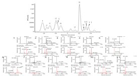 UPLC-Q-TOF MS chromatogram and MS/MS spectra of bioactive compounds including phenolics in fresh blueberry. Peak indentities: 1, quercetin-3-O-glucoside; 2, quercetin-3-O-arabinoside; 3, petunidin-3-hexoside; 4, malvidin-3-hexoside; 5, chlorogenic acid; 6, tectoridin; 7, kampeferol; 8, isoquercetin; 9, isorhamnetin-3-rutinoside; 10, quercetin-3-alpha-L-arabinofuranoside; 11, syringetic-3-hexoside