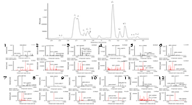 UPLC-Q-TOF MS chromatogram and MS/MS spectra of bioactive compounds including phenolics in fresh mulberry. Peak indentities: 1, kaempferol-3-O-rutinoside; 2, 3, 5-dicaffeoyl acid; 3, quercetin-3-O-galactoside; 4, kaempferol deoxylhexosyl hexoside; 5, cyanidin-3-sophoroside; 6, taxifolin glucoside; 7, 3-caffeoylquinic acid; 8, rutin; 9, isoquercetin; 10, qercetin-3-O-6’‘-malonylglucoside; 11, dihydroquercetin; 12, kaempferol-3-O-6’‘-malonylcucoside