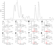 UPLC-Q-TOF MS chromatogram and MS/MS spectra of bioactive compounds including phenolics in fresh black raspberry. Peak indentities: 1, ckaempferol-3-O-glucoside; 2, luteolin-6-C-hexoside-O-hexoside; 3, epicatechin-3- glucuroside; 4, procyanidin kimer; 5, quercetin-3-O-rutinoside; 6, quercetin-3-O-glucuroniside; 7, methylquercetin-pentose conjugate; 8, myricetin030galactoside