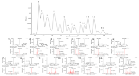 UPLC-Q-TOF MS chromatogram and MS/MS spectra of bioactive compounds including phenolics in fresh chokeberry. Peak indentities: 1, caffeoylquinic acid derivative; 2, qercetin-3-O-glucoside; 3, kaempferol-O-pentoside; 4, caffeoylquinic acid derivative; 5, amygdalin; 6, quercetin-3,4’- O-beta-glucopyranoside; 7, luteolin-6-C-hexosyl-O-hexoside; 8, quercetin-3-O-arabinosylglucoside; 9, quercetin-3-Orutinoside; 10, prunasin; 11, quercetin-3-O-rutinoside; 12, isorhamnetic rhamnosyl hexoside isomer; 13, N-acetyl-DL-tryptophan