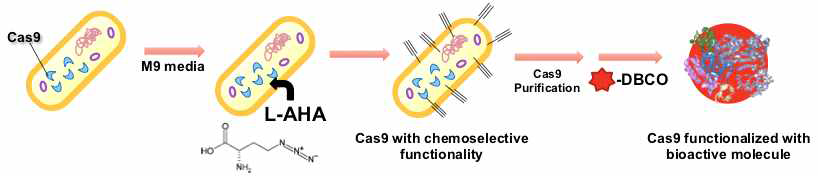 Bioorthogonal Cas9 생산 방법을 나타낸 모식도