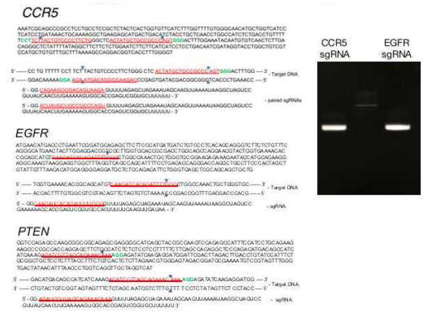다양한 표적에 대한 sgRNA 설계(좌) 및 합성(우)