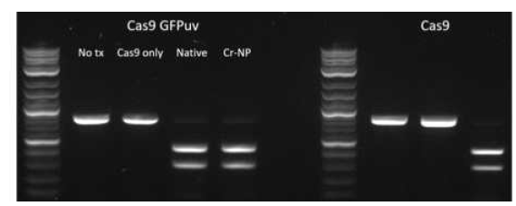 Cas9-bPEI 유도체 및 CRISPR 나노복합체의 DNA 절단기능 분석 결과