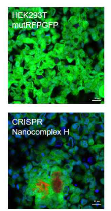 나노 -CRISPR 처리 후 공초점 현미경에 의한 유전자 편집 효과 분석