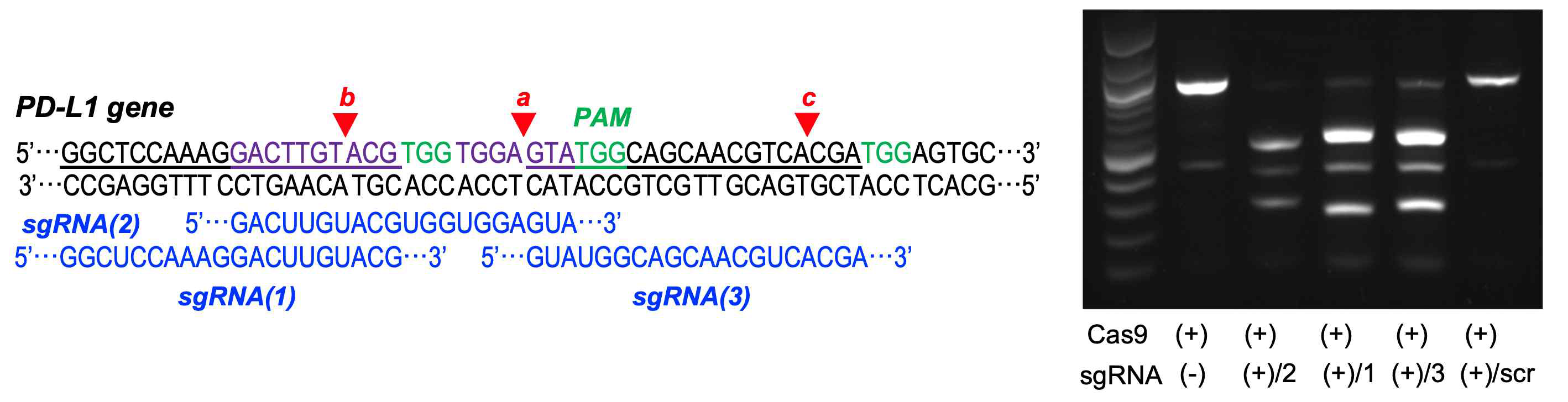 PD-L1 유전자 교정을 위한 sgRNA 설계 및 기능 분석 결과