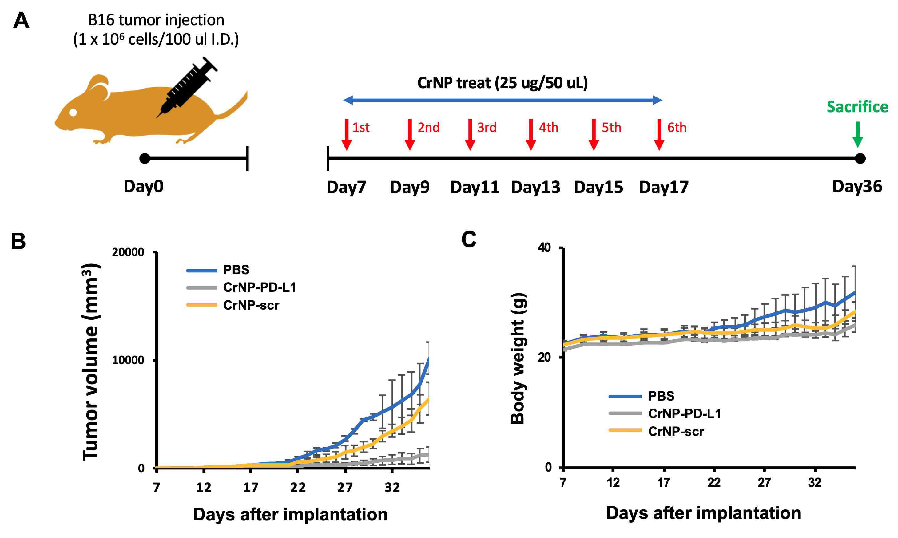 B16 melanoma 마우스 orthotopic 모델에서 PD-L1 표적 Cr-나노복합체를 투여한 과정(A), 이에 의한 종양 성장 억제 효과(B) 및 마우스의 체중 변화(C)