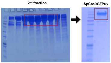 Cas9-GFP를 FPLC에 의해 정제(좌) 및 SDS-PAGE 분석(우)