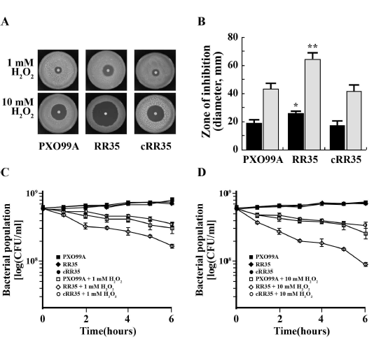 H2O2 존재하의 RR35의 성장 및 개체 수
