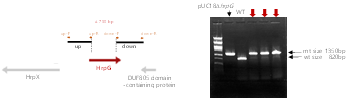 homologous recombination 방법을 통한 hrpG 돌연변이 제작