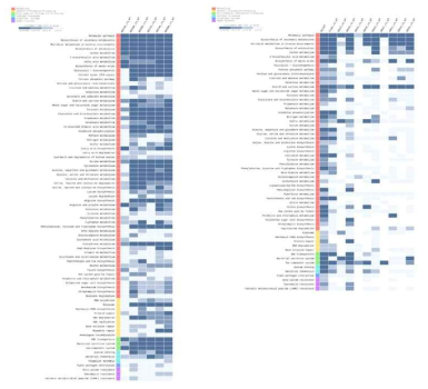 KEGG pathway 분류를 통한 영양배지(PSA, 왼쪽) 및 벼 감염시 환경조건(XOM2, 오른쪽)에서의 RNA-seq의 히트맵