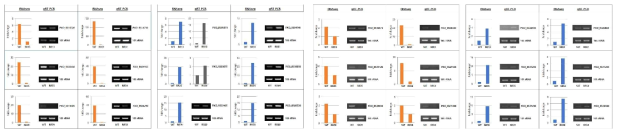 RNAseq 검증을 위한 up/down 발현 유전자의 qRT-PCR 및 RT-PCR 결과