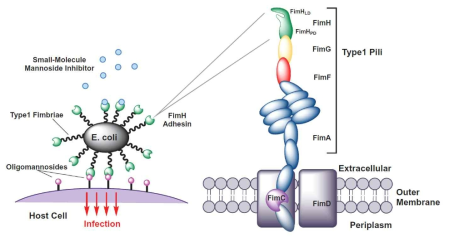 AIEC가 장 점막 부착하여 감염 일으키는 기전. Type 1 pili의 fimH 인자가 중요한 역할 담당