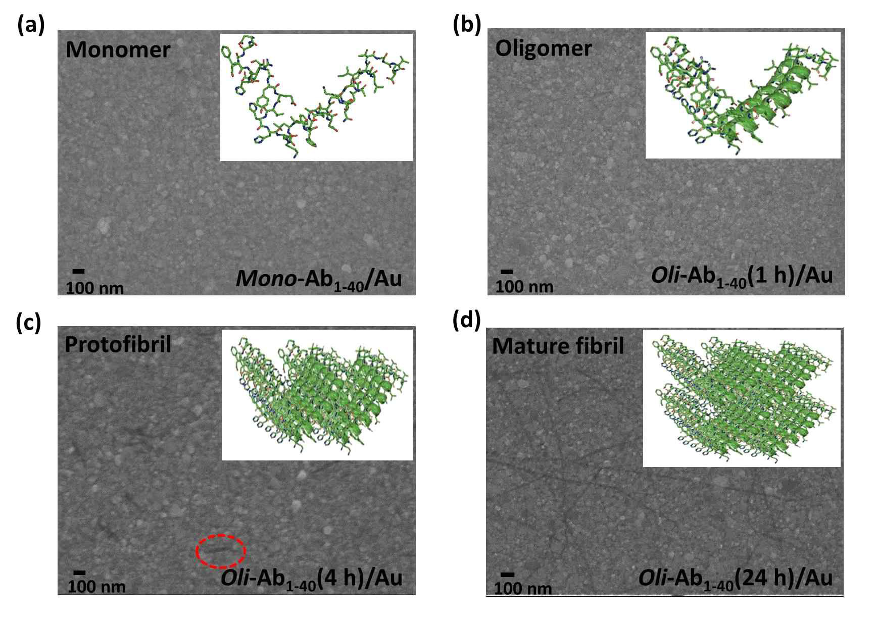 올리고머화 시간에 따른 베타아밀로이드의 구조 변화 확인: (a) 모노머 (b) 올리고머 (c) 초기 섬유화 (d) 섬유화