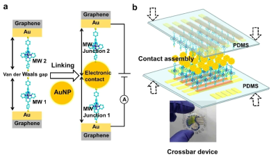 (a) 금/그래핀 전극을 기반으로 구성된 분자와이어정션. (b) 어셈블리 컨택법을 이용한 수직구조의 분자졍션 완성 및 소자제작: 두 개의 단분자층을 접합하여 전압에 따른 전류의 흐름을 측정할 수 있음