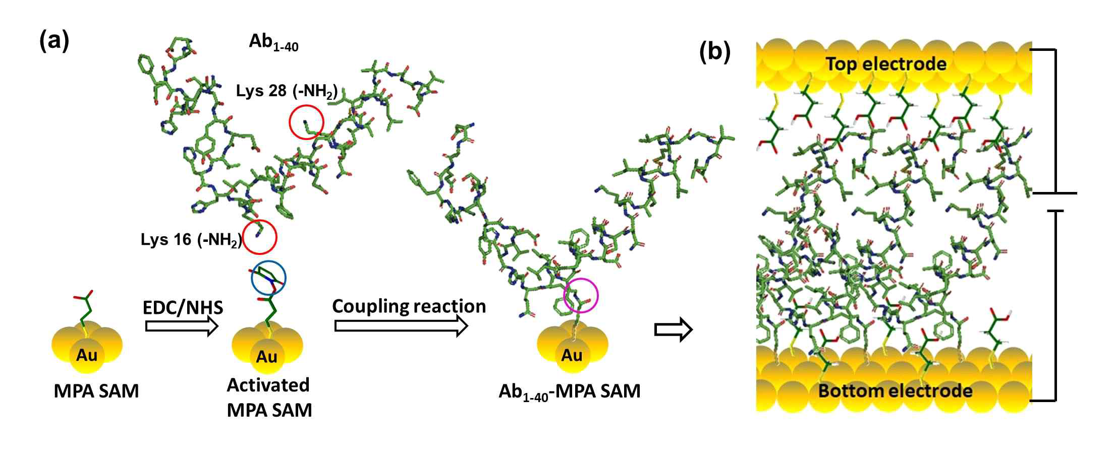 (a)베타아밀로이드 (Ab1-40) 흡착 반응. (b) 수직구조 분자전자 소자 플랫폼 적용