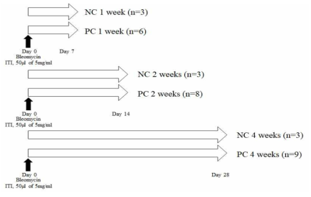 블레오마이신으로 유도된 특발성 폐 섬유화증 동물모델 구축 연구 흐름도