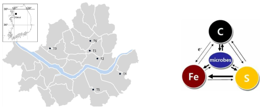 서울시 내 퇴적물 및 지하수/하천수 시료채취 위치 및 탄소-철-황-미생물간 반응 개요
