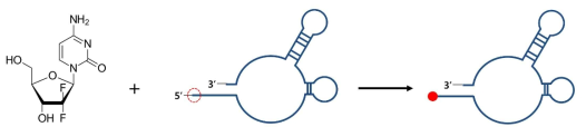 Synthesis of EGFR aptamer-drug conjugate