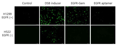 Immunohistochemical staining for γ-H2AX in EGFR aptamer-drug conjugate treated NSCLC cell lines