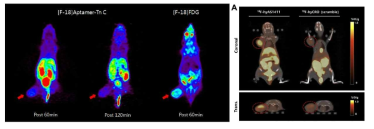 F-18 표지 압타머를 정맥주사한 후 60분과 120분에 얻은 PET영상