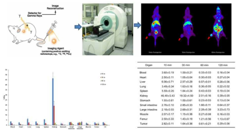 F-18 표지 EGFR 압타머를 종양마우스 모델에 주사한 후 장기를 적출하여 생체분포 평가함