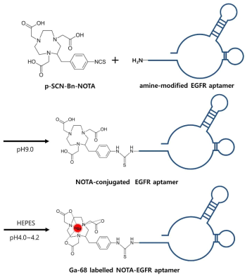 Synthesis of NOTA-labeled EGFR aptamers and radiolabeling of NOTA-EGFR aptamers with Ga-68