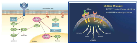 폐암 표적 신약의 표적이 될 수 있는 pathway와 EGFR을 표적으로 하는 약제의 작용기전