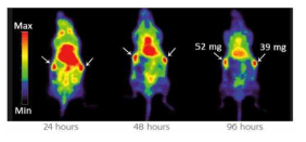 GTL-16 종양 모델에서 Zr-89 labeled mAb DN30을 이용한 immuno-PET영상