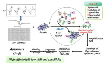 압타머 합성 기술(Solid Phase Oligonucleotide Synthesis)