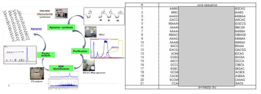 압타머 선별과정과 EGFR 표적 압타머 후보물질 리스트