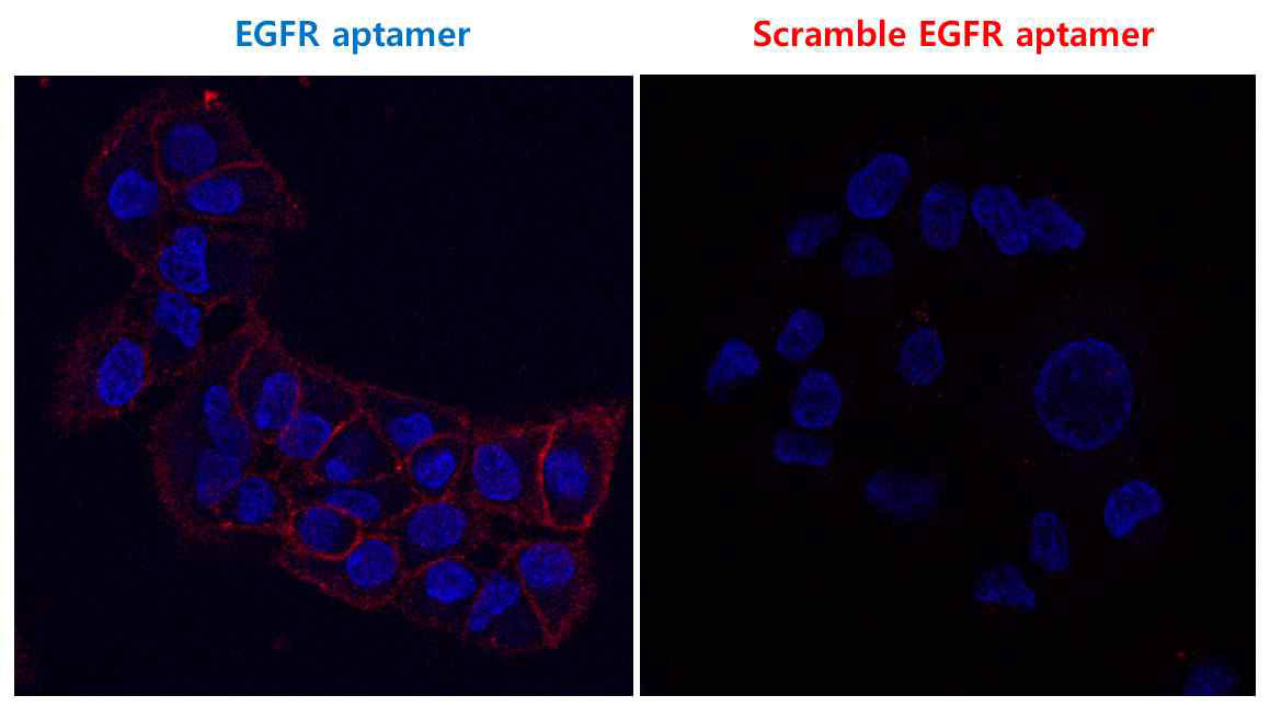 A549세포에서 EGFR압타머의 친화도 평가