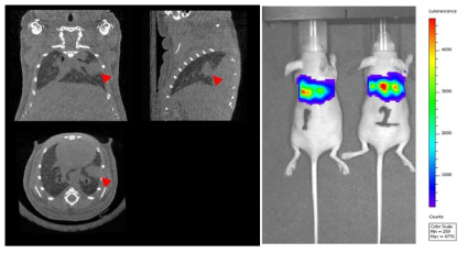 A549세포를 마우스에 주사하여 정위성 폐종양 모델을 만든 후 촬영한 CT와 IVIS 영상