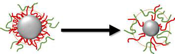 입자의 크기가 점점 작아짐에 따라 고분자 흡착 형태(conformation)이 달라지는 것을 나타낸 모식도