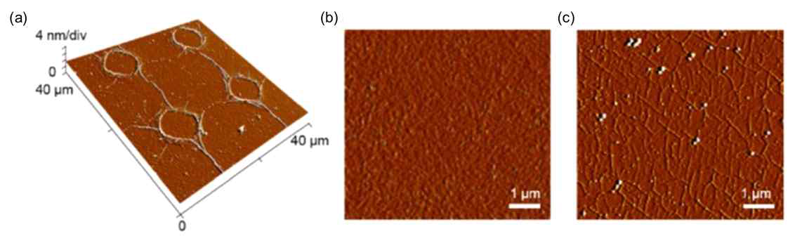 (a) 선택적으로 형성한 그래핀 주름의 AFM 사진. (b) 주름 외의 그래핀 영역 AFM 사진. (c) 기존 방법으로 전사한 그래핀의 AFM 사진
