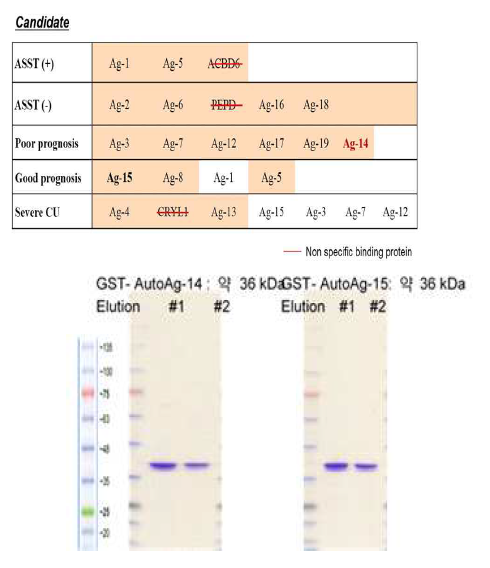 GST-AutoAg-15, 14 fusion protein 생성