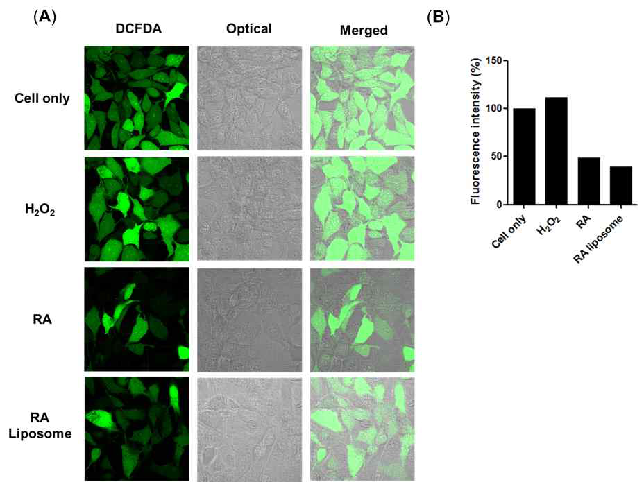 Anti-oxidant effect of Rosmarinic acid (RA) liposome in HT22 cells. Sample was incubated for 24h and cells were dyed using DCFDA. (A) confocal microscopy image, (B) Fluorescence intensity value