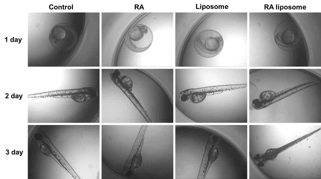 Toxicity assay using zebrafish larvae using microscopy