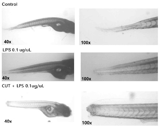 Inflammatory modeling using zebrafish. Measurement of zebrafish larvae using microscopy