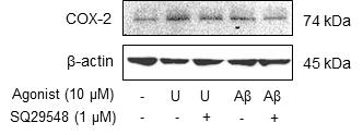 Investigation of cyclooxygenase-2 (COX-2) levels in U46619 (U) or amyloid β 25-35 (Aβ)-induced BV2 microglial cells. Cells were treated with SQ29548 for 1 h before U46619 or Aβ stimulation at 24 h incubation period. After treatment, the cells were washed, collected, and subjected to western blotting analysis with anti-COX-2 antibody and β-actin antibody, respectively