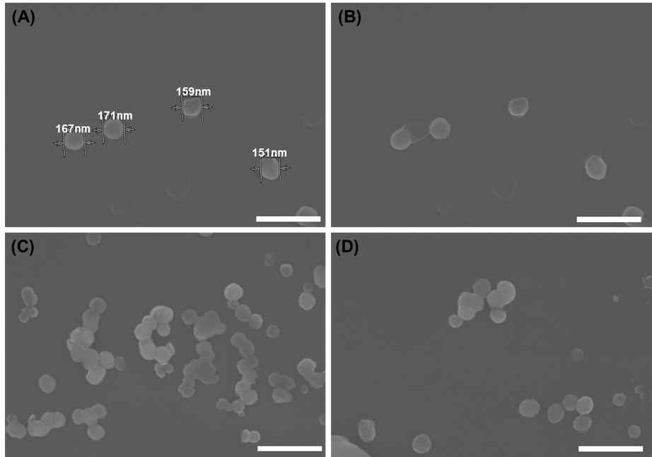 Morphology of RA liposomes (PEG 6%) measured using FE-SEM. (A) with diameter, (B), (C), (D) RA liposome image. Scar bar=500nm