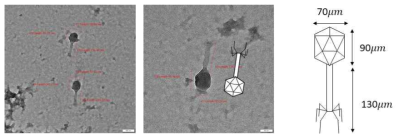 TEM image of Aeromonas sp. phage