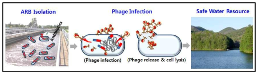 Concept of bacteriophage-based biocontrol to reduce antibiotic resistance bacteria