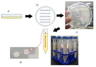 Antibiotic-resistant bacteria purification method