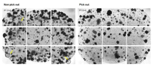 mechanical selection. normal organoid (yellowish arrow)를 pick out하지 않은 경우는 normal contamination 지속