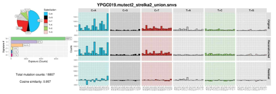 돌연변이 시그너쳐 분석의 예 (a) YPGC019 샘플의 돌연변이 시그너쳐. 18 (C>A substitution), 5 (T>C substitution), 1 (C>T substitution)번이 주요 시그너쳐