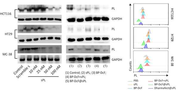 PL gene silencing and expression analyses in HCT116, HT29 and MC-38 cells after treatment with BP-DcF@sPL