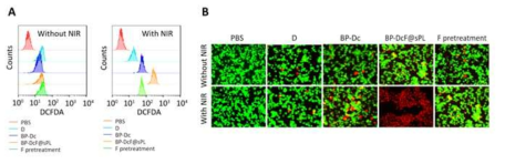 (A) ROS generation and (B) live/dead of MC-38 cells after incubation with BP-DcF@sPL with and without F treatment, including PBS, D, and BP-Dc for comparison purposes in the absence and presence of NIR irradiation (808 nm, 1.5 W/cm2,5min, N = 3)