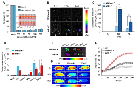 (A) Percentage hemolysis of RBCs at different concentrations of BP andBP-DcF@sPL. (B, C) In vivo biodistributions and corresponding fluorescence intensities of Cy5.5 labeled BP-Dc@s (i.e., without F) and BP-DcF@s (i.e., with F) at 0, 12, and 24 h post-injection (N = 6). (D, E) Fluorescence intensities and corresponding ex vivo biodistributions of Cy5.5 labeled BP-Dc@s (i.e., without F) and BP-DcF@s (i.e., with F) in heart, liver, spleen, lung, kidney, and tumor 24 h post-injection (N = 6). (F, G) Photothermal contours and corresponding temperature elevation profiles in the tumor region of MC-38 tumor-bearing mice treated with Cy5.5-labeled BP-Dc@s (i.e., without F) and BP-DcF@s (i.e., with F), including PBS for comparison purposes under NIR irraidation (808 nm, 1.5 W/cm2,5min)